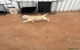 Labrador Retriever perros en venta: Labrador retriever último macho  - Anuncio 2