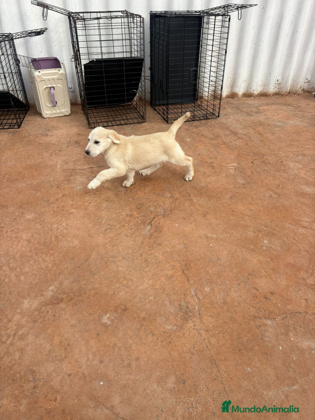 Labrador Retriever perros en venta: Labrador retriever último macho  - Anuncio 2