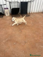 Labrador Retriever perros Labrador retriever último macho - Anuncio 2