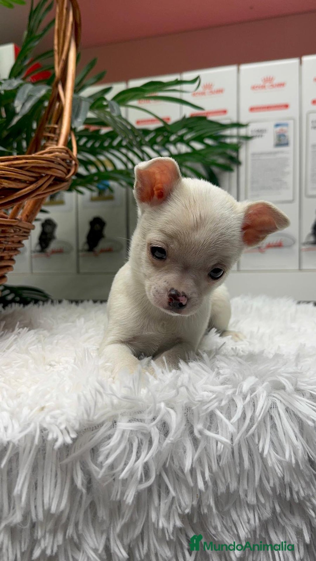 Chihuahua perros en venta: CHIHUAHUA MACHO - Anuncio 26