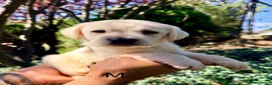 Labrador Retriever 7