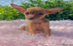 Ratón de Praga perros en venta: Ratona de Praga roja  - Imagen 2