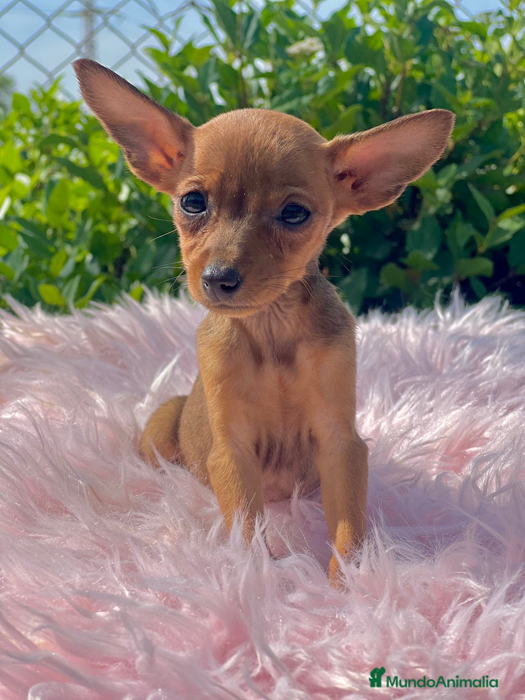 Ratón de Praga perros en venta: Ratona de Praga roja  - Imagen 2