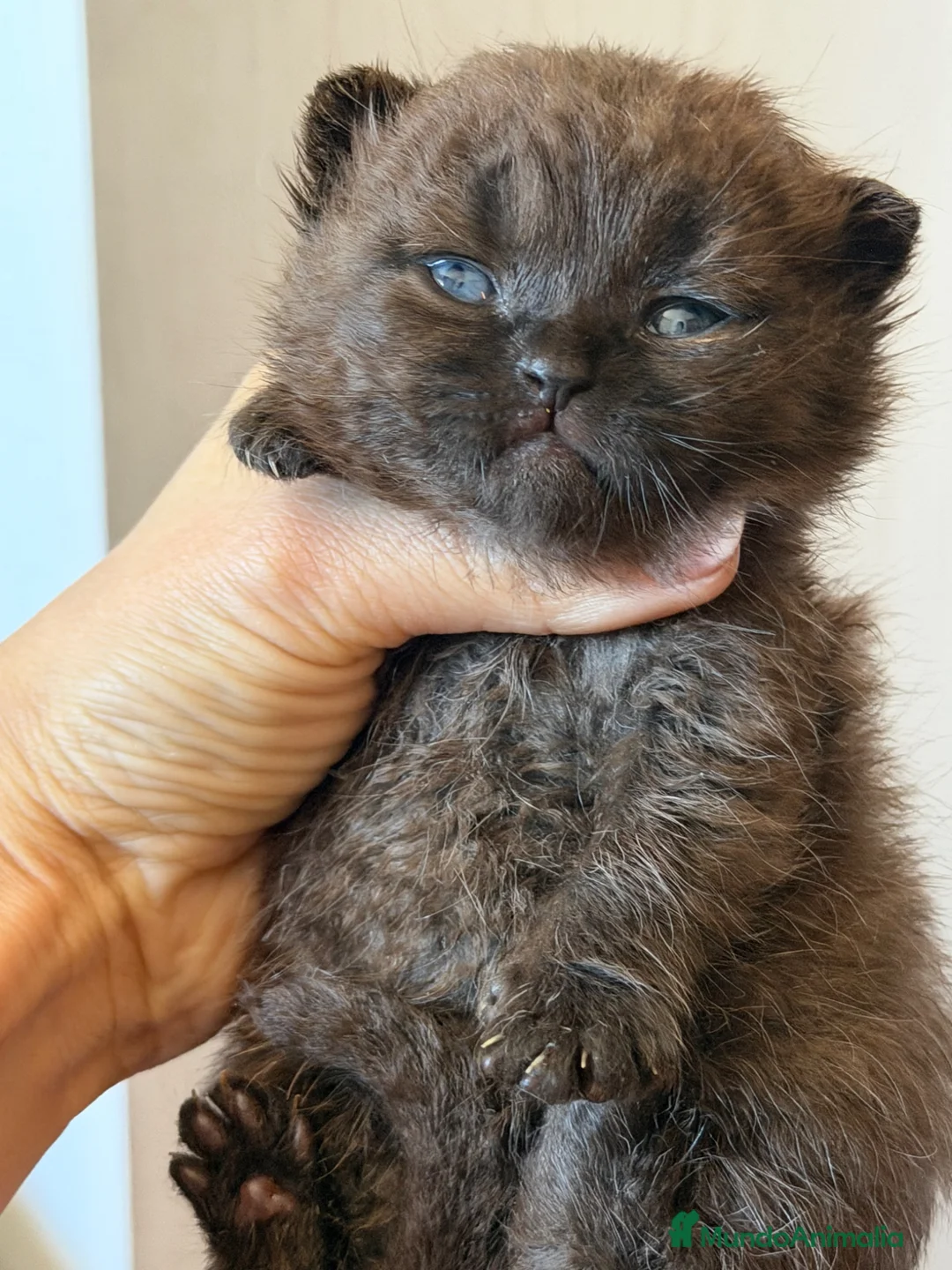 Británico de Pelo Corto gatos en venta: British  - Anuncio 2