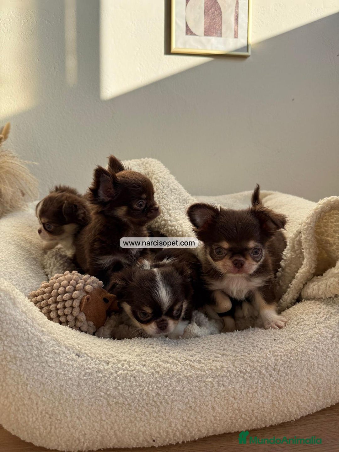 Chihuahua perros en venta: CACHORRO CHIHUAHUA PELO LARGO - Anuncio 7