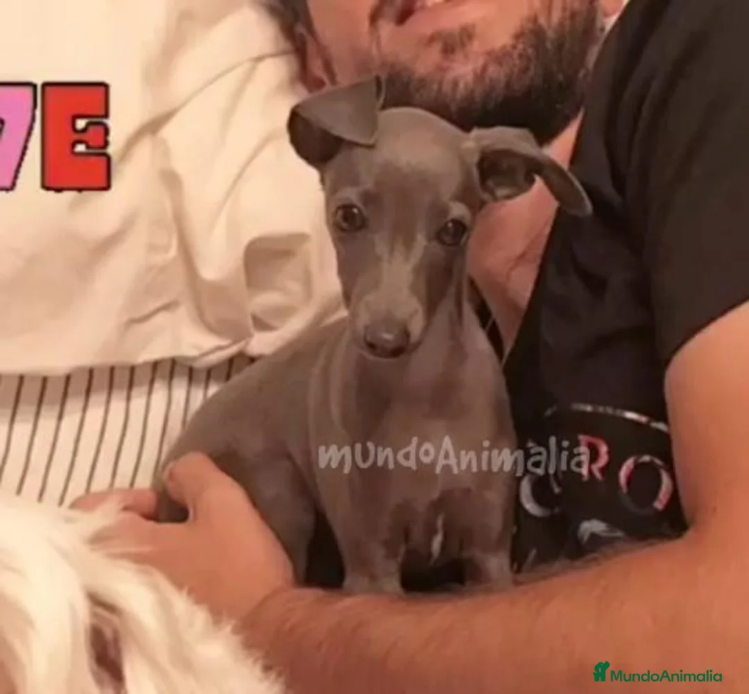 Imagen de galería {{count}}