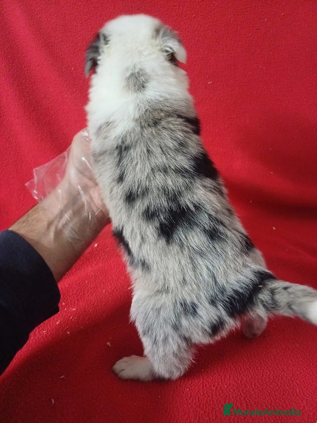 Border Collie perros en venta: Border Collie Merle  - Anuncio 3