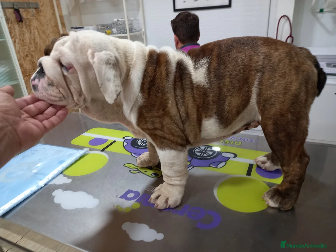 Imagen de galería {{count}}