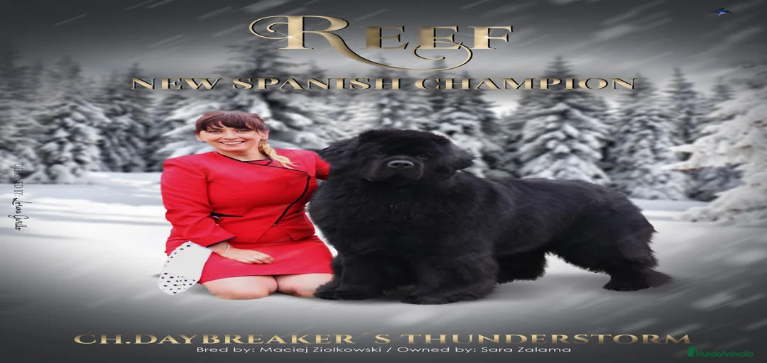 Imagen de galería {{count}}