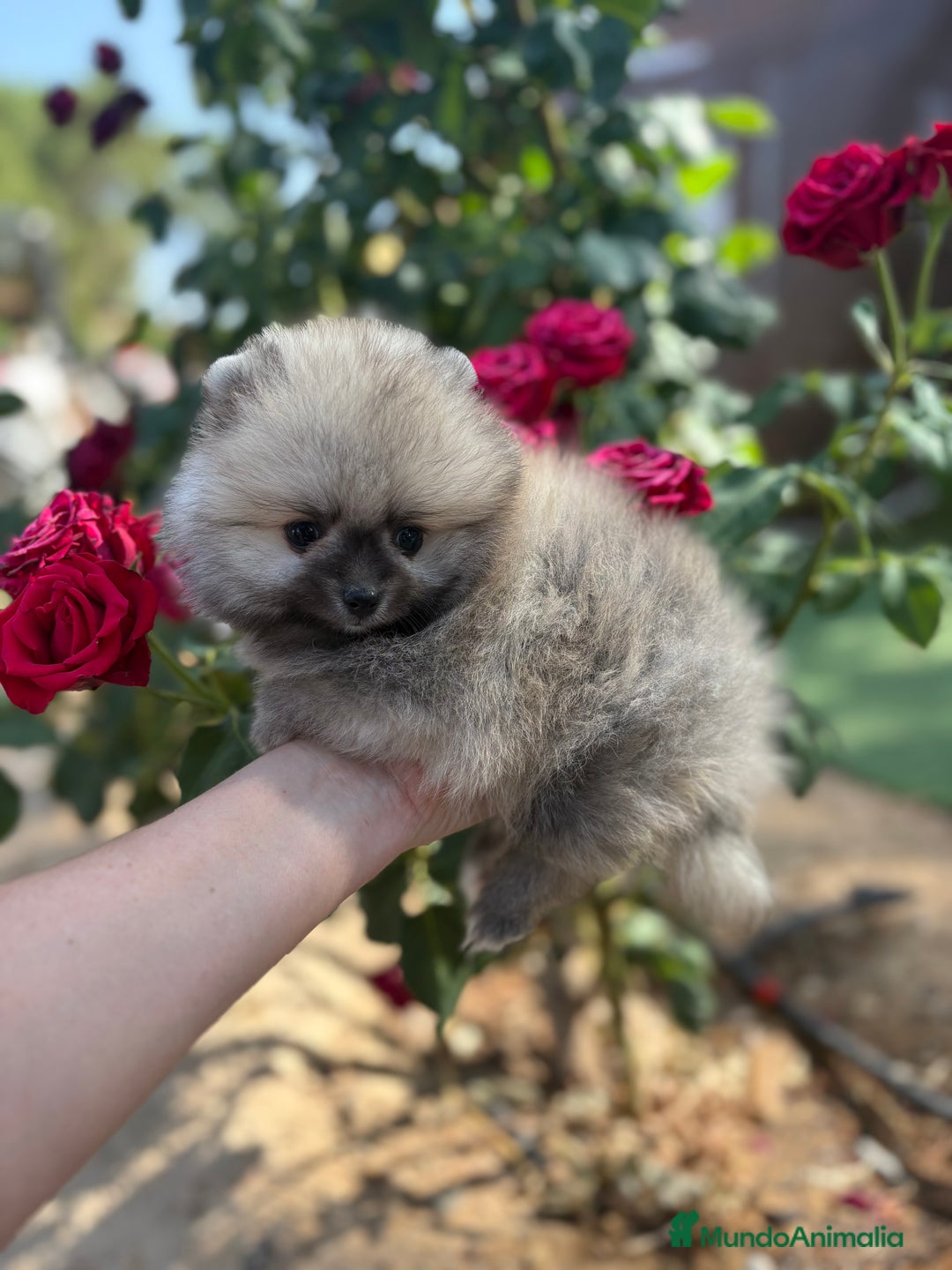 Pomerania perros en venta: Pomerania excelentes lineas  - Imagen 6