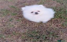 Pomerania perros en venta: Pomerania blanco  - Imagen 3