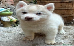 Husky Siberiano perros en venta: Husky siberiano  - Imagen 11