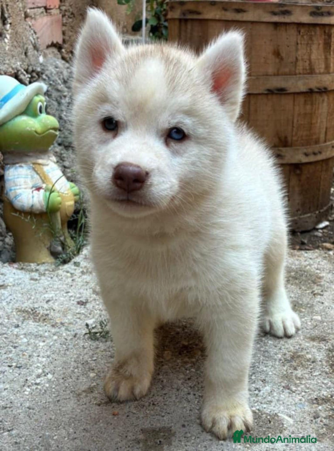 Husky Siberiano perros en venta: Husky siberiano  - Imagen 11