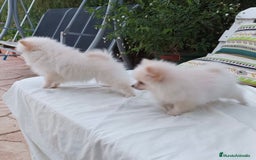 Pomerania perros en venta: Pomerania - Imagen 3