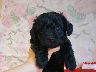 Yorkshire Terrier perros - Anuncio 1