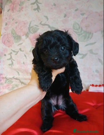 Yorkshire Terrier perros - Anuncio 1