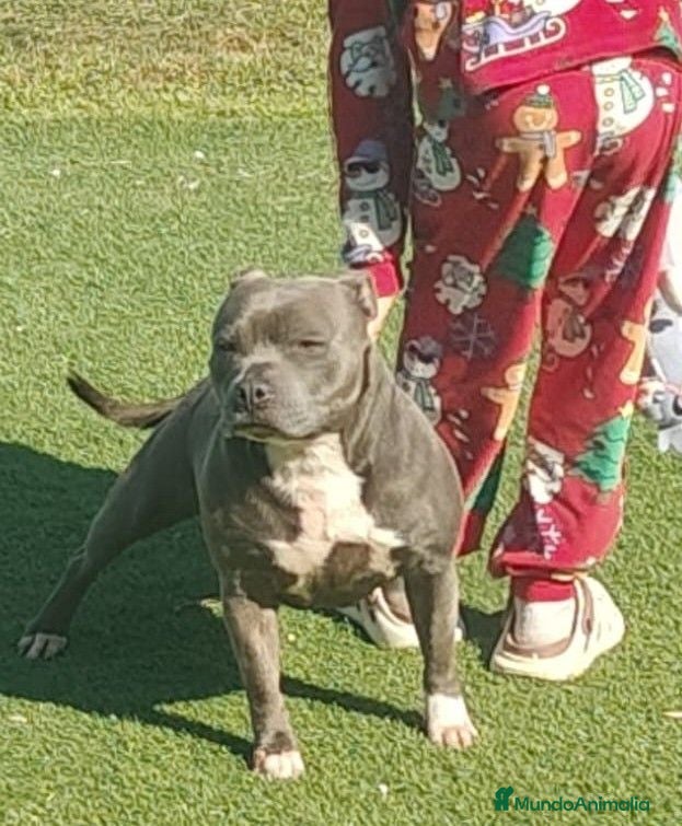 Staffordshire Bull Terrier perros Staffy blue adulta busca casa - Anuncio 1