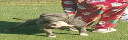 Staffordshire Bull Terrier perros en venta: Staffy blue adulta busca casa - Anuncio 1