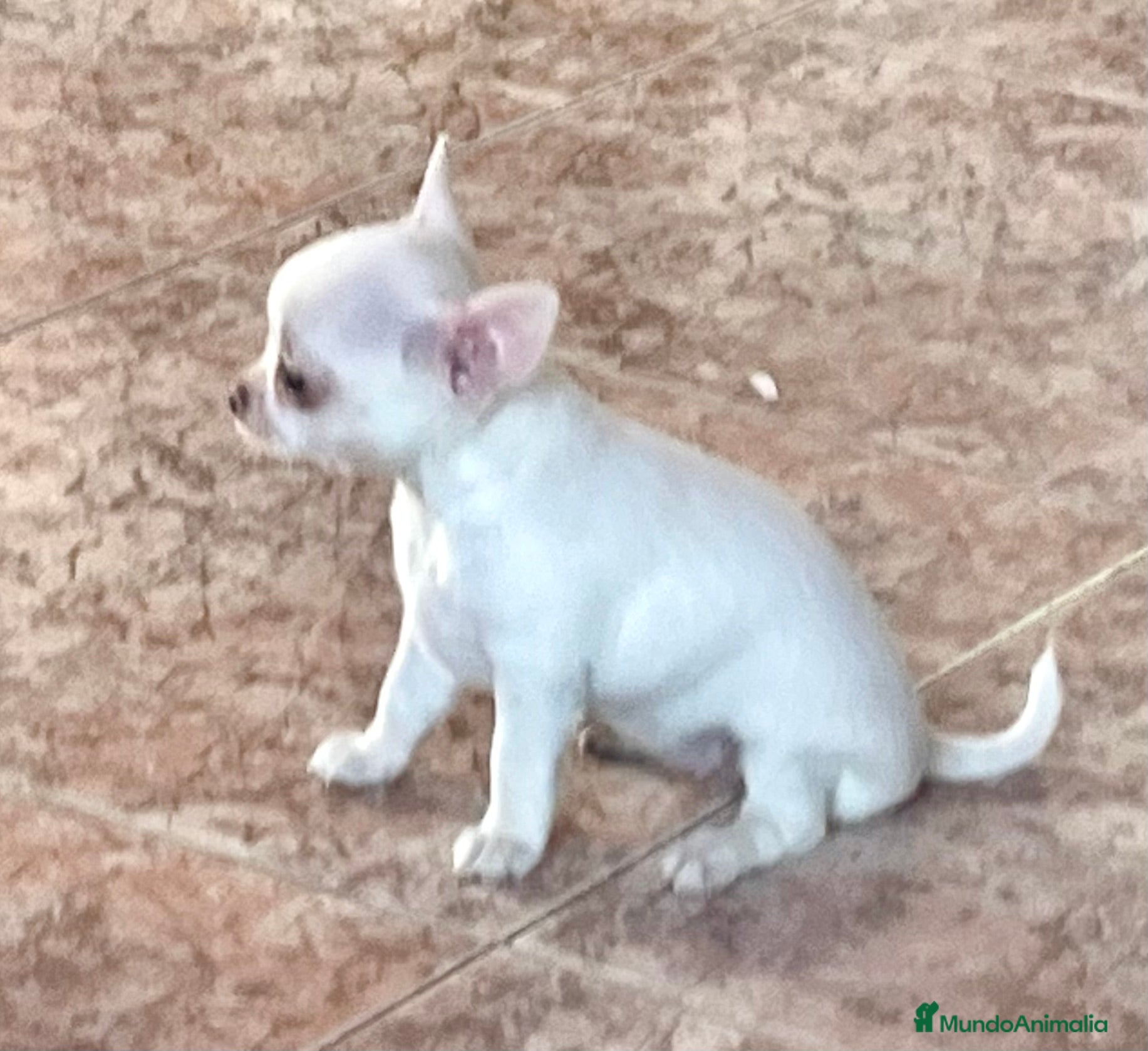 Raza Mixta perros Cachorros en Caraby Benidorm  - Anuncio 1
