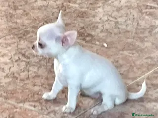 Raza Mixta perros Cachorros en Caraby Benidorm - Anuncio 1