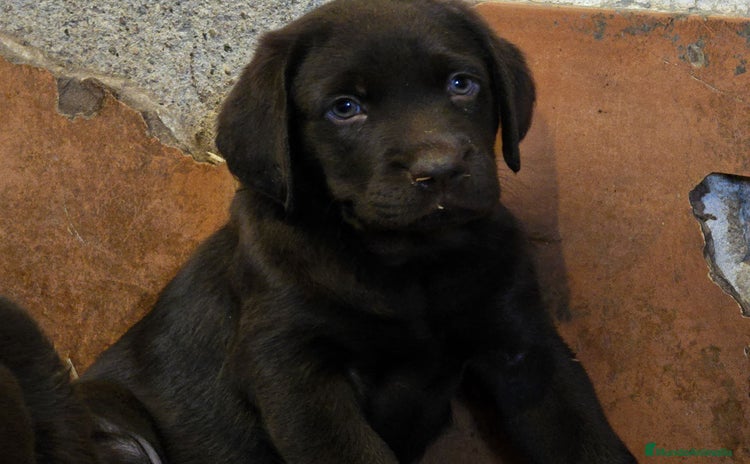 Labrador Retriever perros - Propaganda 1