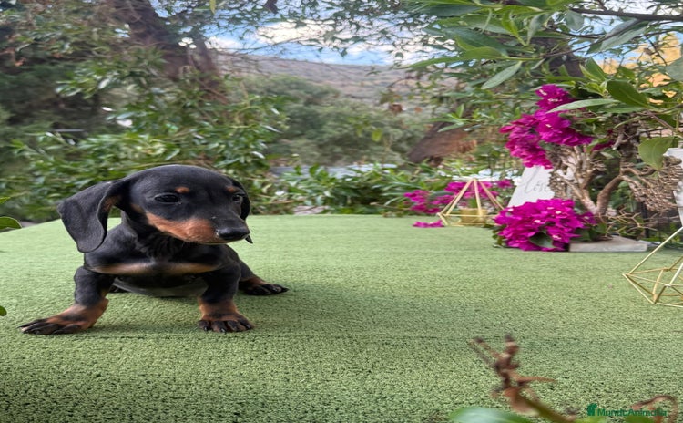 Teckel Miniatura perros - Anuncio 2