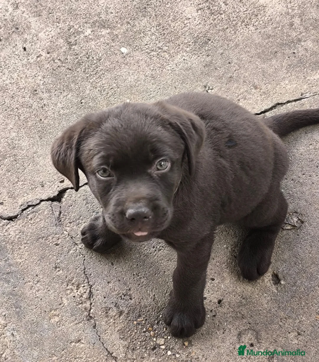 Labrador Retriever perros en venta: Labrador retriever chocolate🐶🐾 en Málaga - Anuncio 2