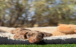 Teckel Miniatura perros en venta: TECKEL ARLEQUIN CHOCOLATE KANINCHEN - Imagen 3