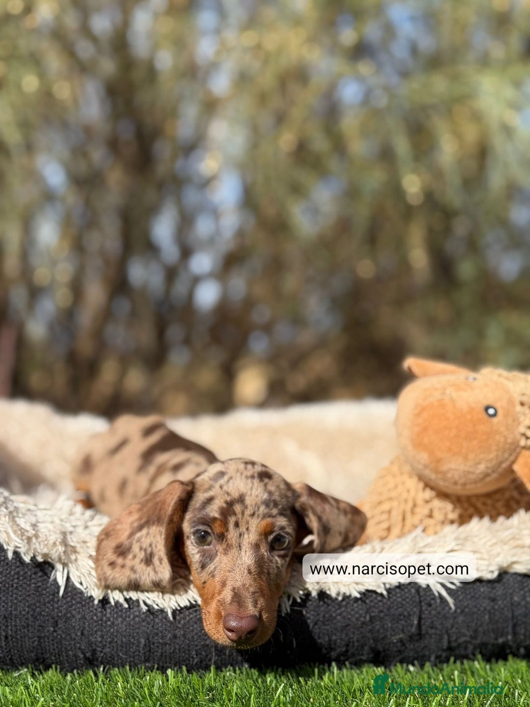 Teckel Miniatura perros en venta: TECKEL ARLEQUIN CHOCOLATE KANINCHEN - Imagen 3