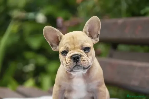 Bulldog Francés perros BULLDOG FRANCES - MADRID - ENTREGA  - Anuncio 2