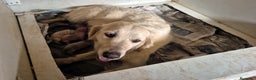 Golden Retriever perros en venta: Golden cachorro - Anuncio 11