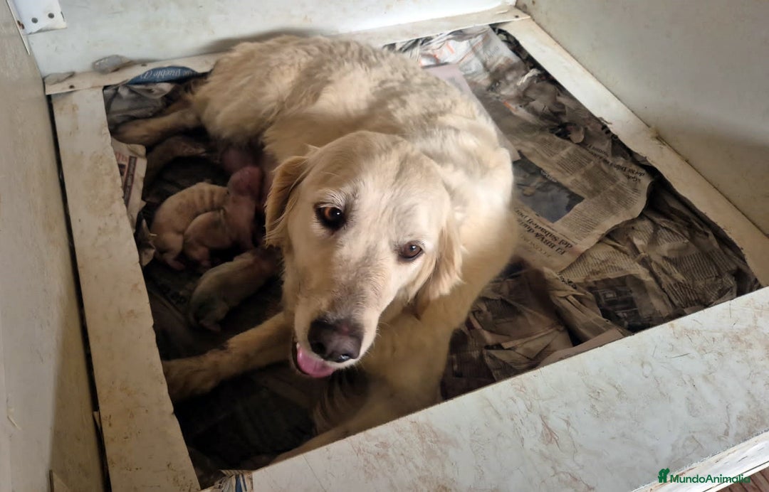 Golden Retriever perros en venta: Golden cachorro - Anuncio 11