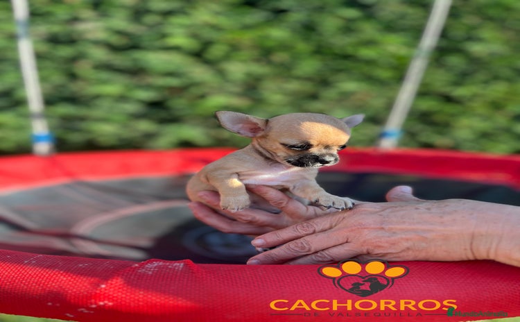 Chihuahua perros - Anuncio 1