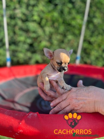 Chihuahua perros - Anuncio 16