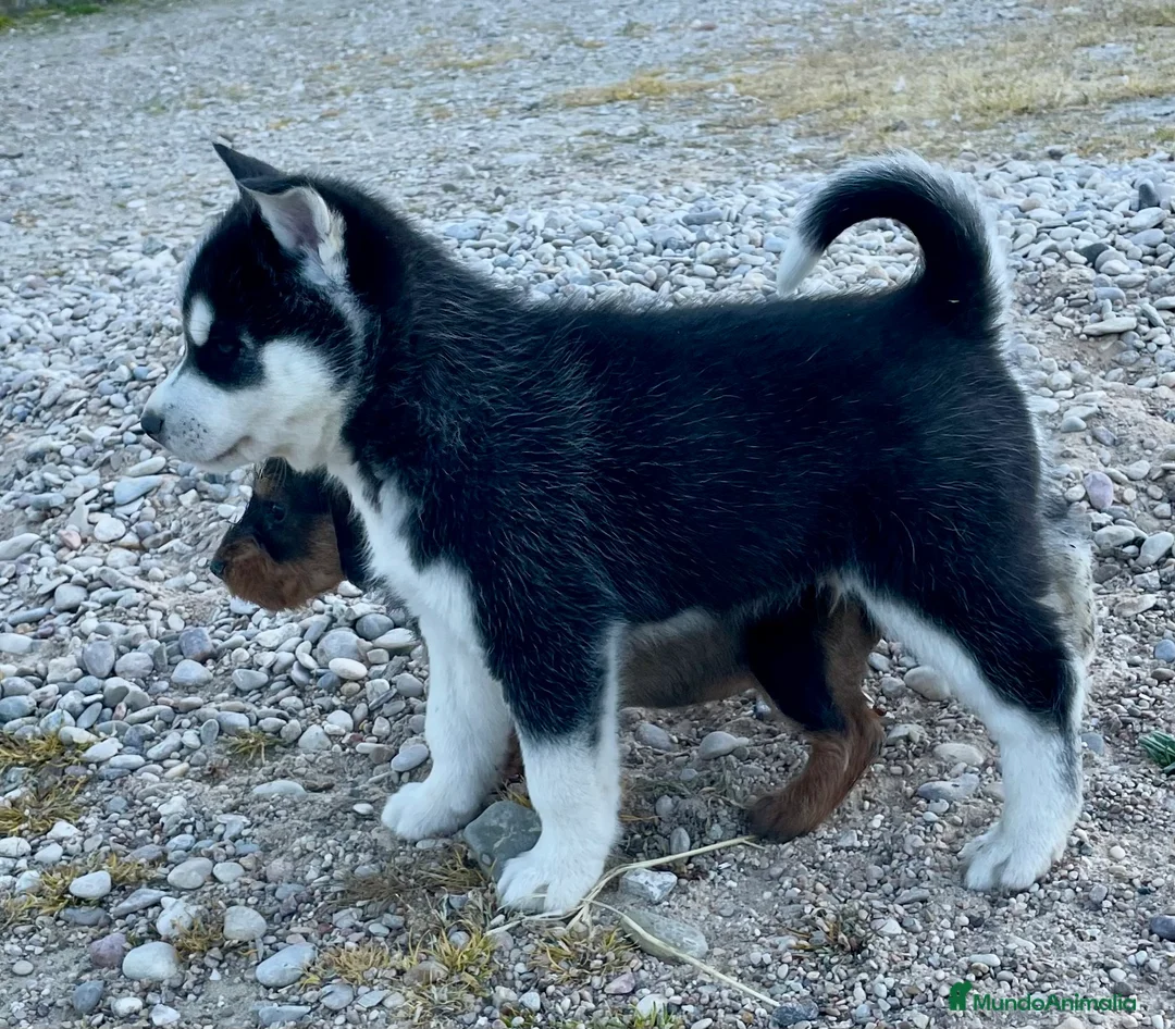 Husky Siberiano perros en venta: Husky Siberiano  - Anuncio 1