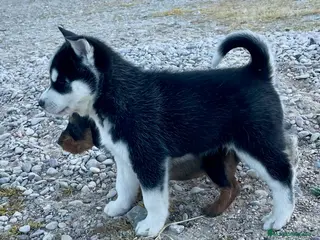 Husky Siberiano perros Husky Siberiano - Anuncio 2