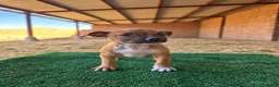 Staffordshire Bull Terrier perros en venta: staffordshire bull terrier - Anuncio 2