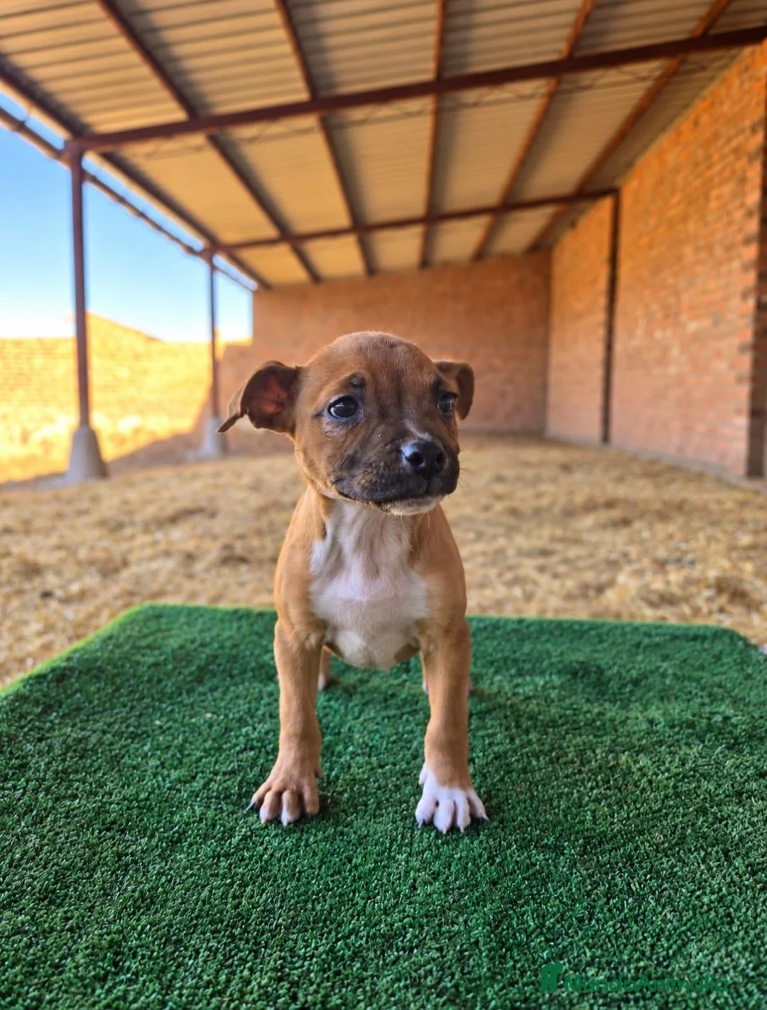 Staffordshire Bull Terrier perros en venta: staffordshire bull terrier - Anuncio 2