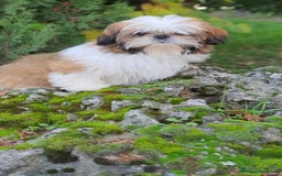 Shih Tzu perros en venta: Shit tzu de 5 meses disponible!! - Imagen 9
