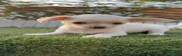 Chihuahua perros en venta: CHIHUAHUA - MACHO - Anuncio 9