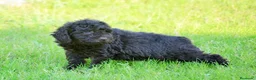 Perro de Agua Español perros en venta: CAMA DE PERRO DE AGUA ESPAÑOL  - Anuncio 8