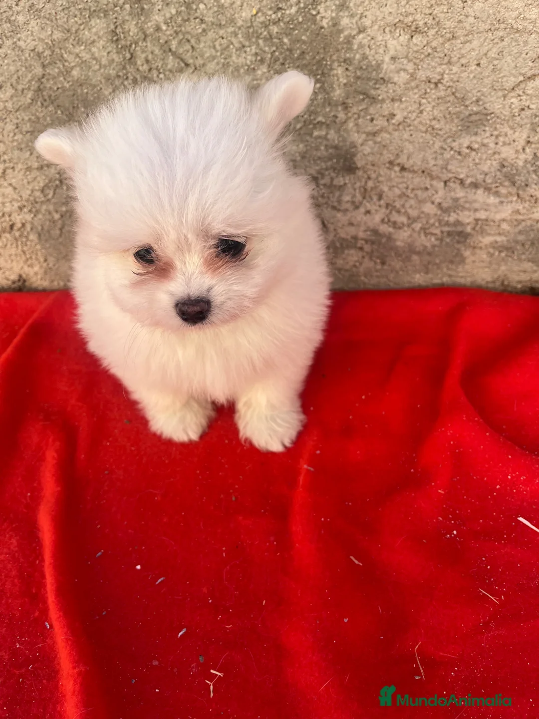 Maltipom perros en venta: PRECIOSA PAREJA DE MALTIPOM - Anuncio 6