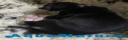 Pequeño Lebrel Italiano perros en venta:  Camada Lebrel Italiano de BN y Omega - AQUANATURA en Barcelona - Anuncio 5