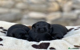 Schnauzer Miniatura perros en venta: Schnauzer mini  - Imagen 1