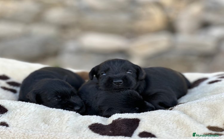 Schnauzer Miniatura perros - Anuncio 1