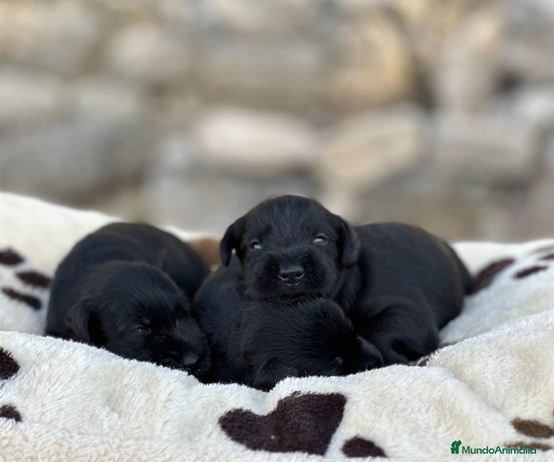 Schnauzer Miniatura perros en venta: Schnauzer mini  - Imagen 1
