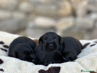 Schnauzer Miniatura perros - Anuncio 5