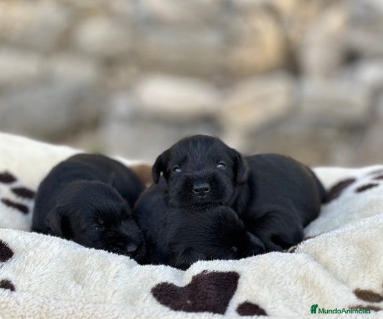 Schnauzer Miniatura perros - Anuncio 6