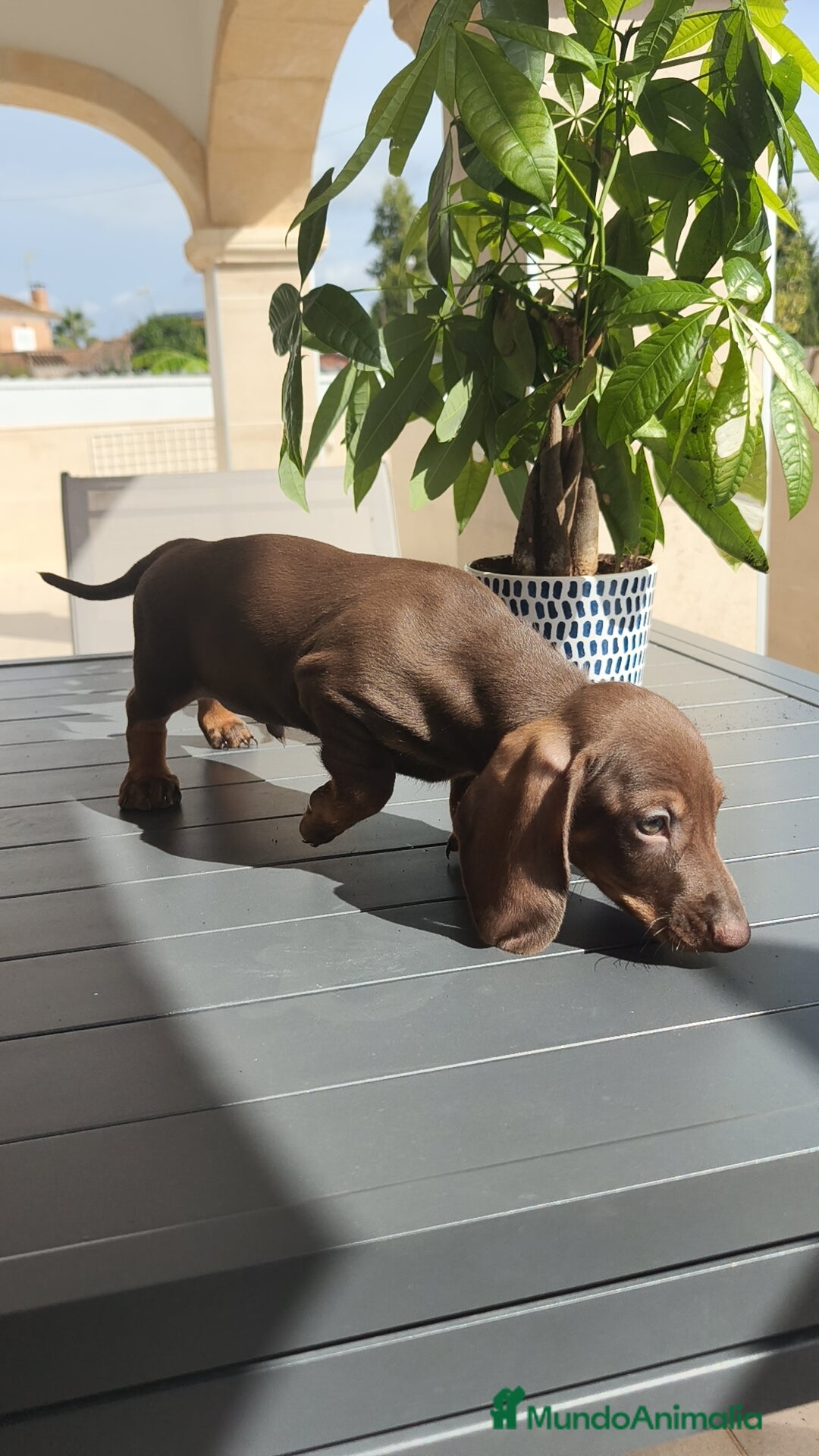 Teckel Miniatura perros en venta: Teckel mini chocolate ♂️🍫 - Imagen 4