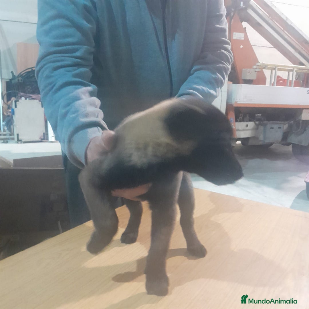 Pastor Belga Malinois perros en venta: PASTOR BELGA MALINOIS - Anuncio 7